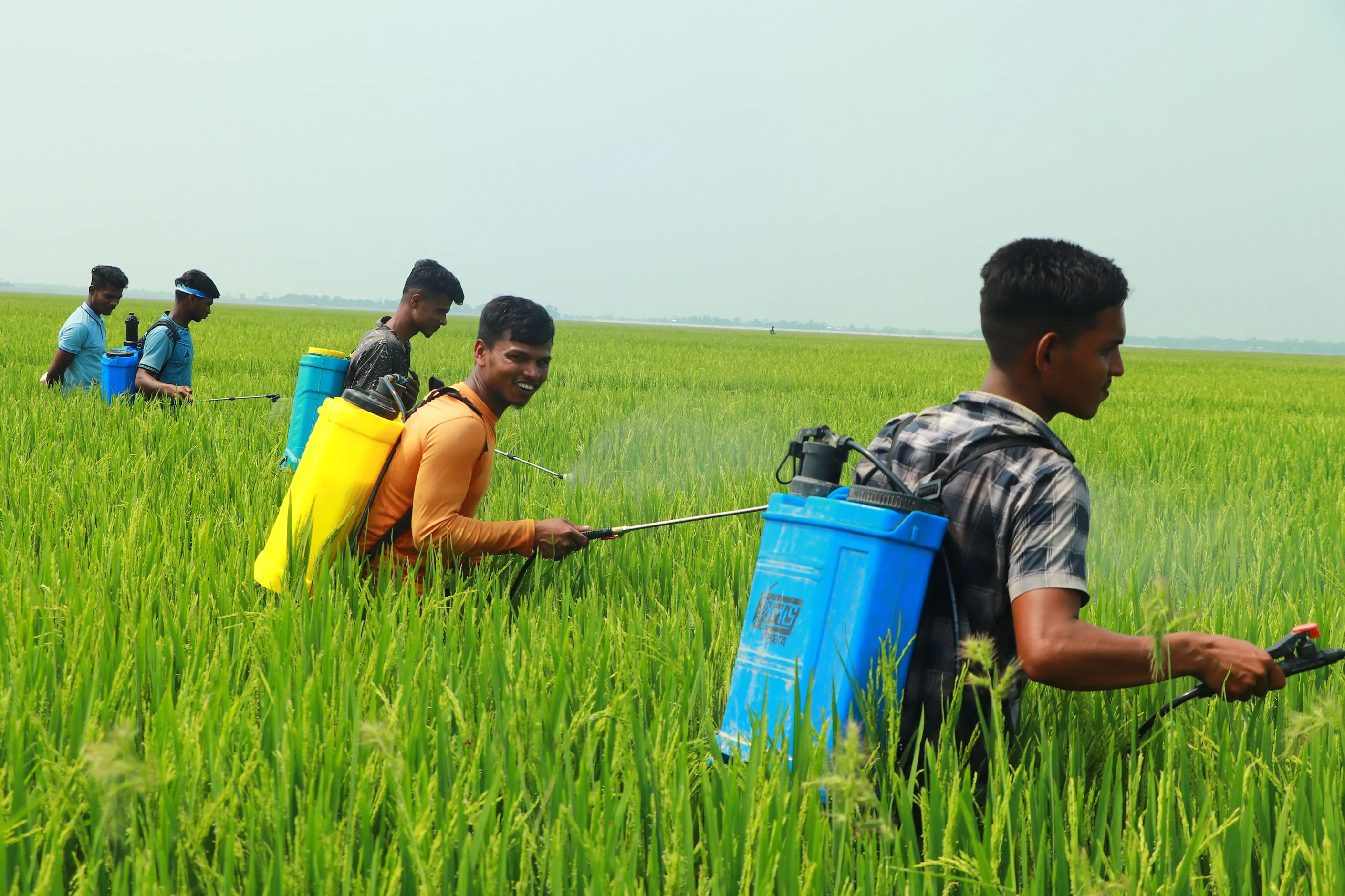 Lush agricultural field under cultivation